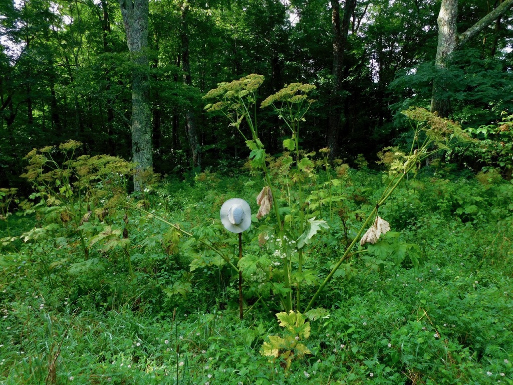Cow Parsnip — photo 5
