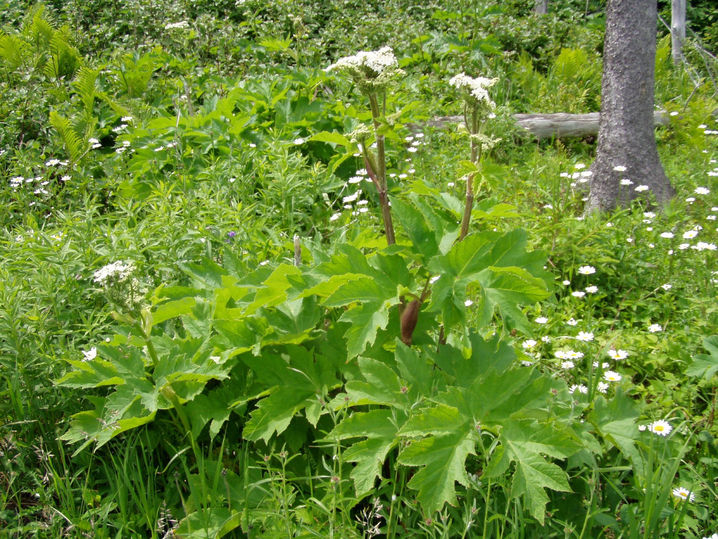 Cow Parsnip