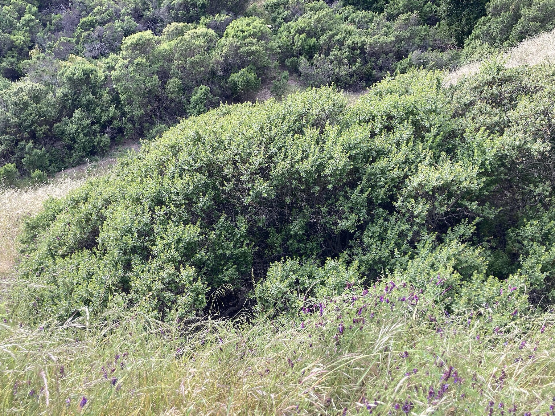Coyote Brush — photo 6