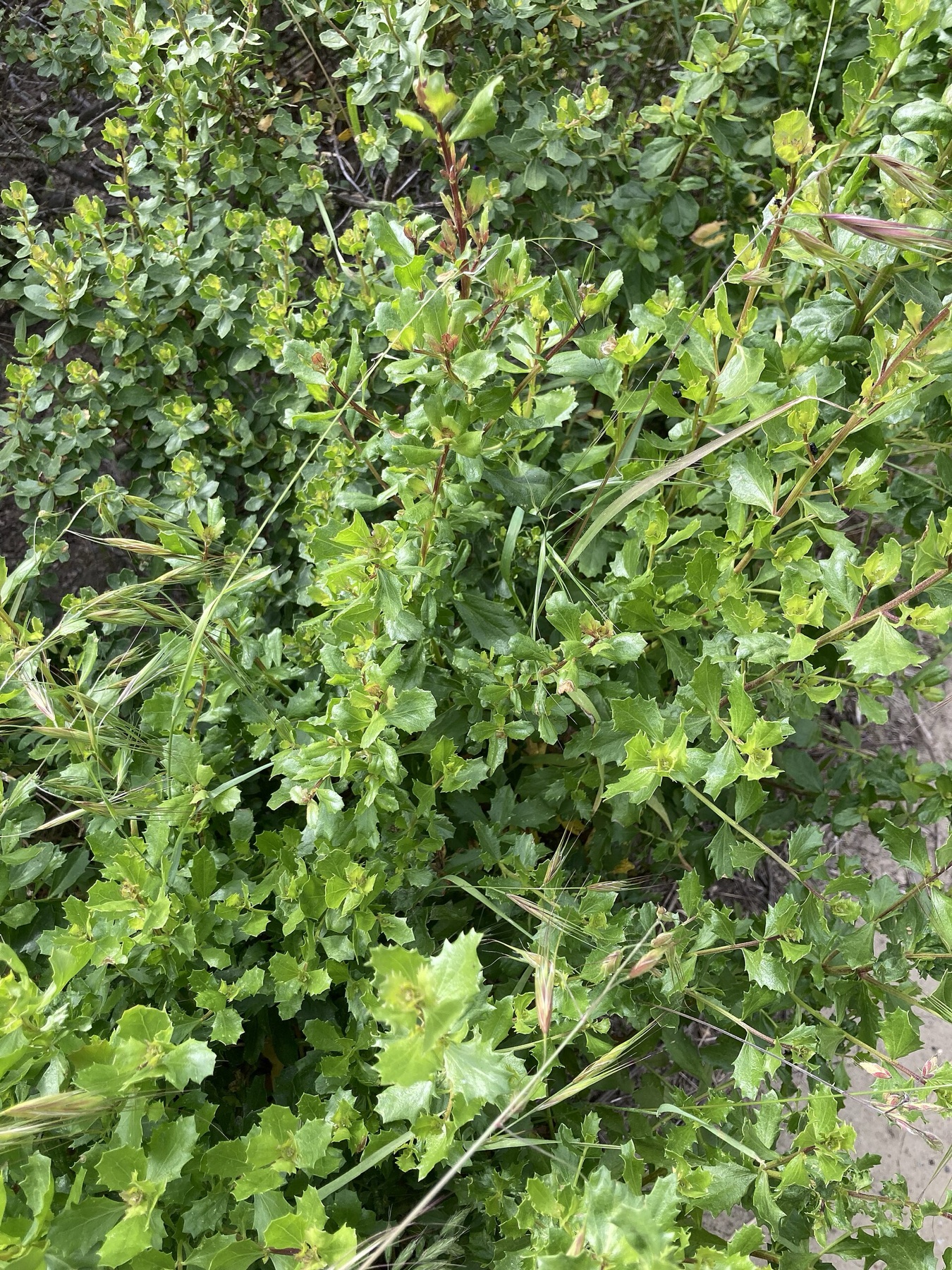 Coyote Brush — photo 7