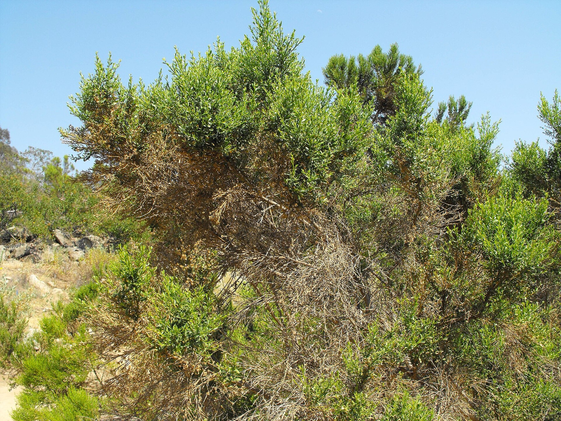 Coyote Brush — photo 8