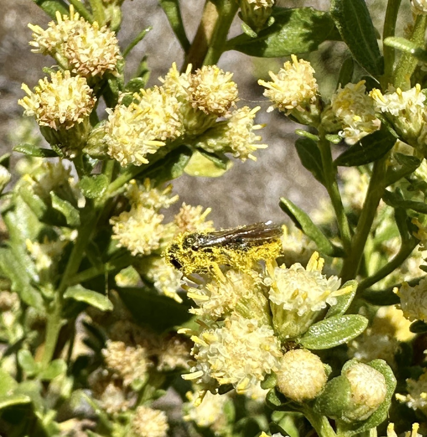 Coyote Brush — photo 9