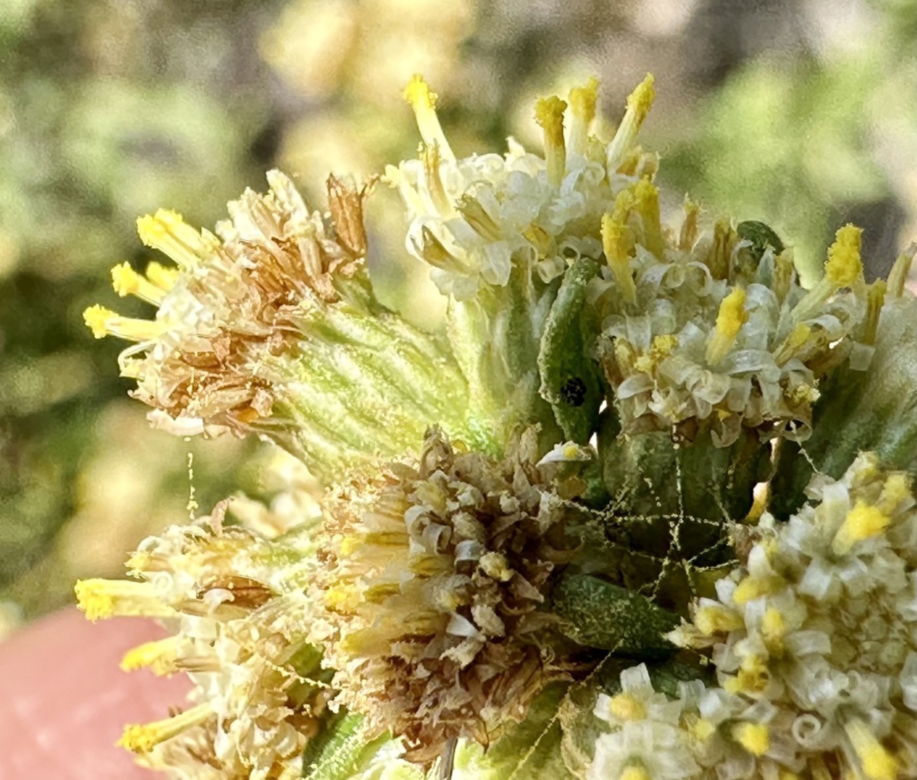 Coyote Brush — photo 10
