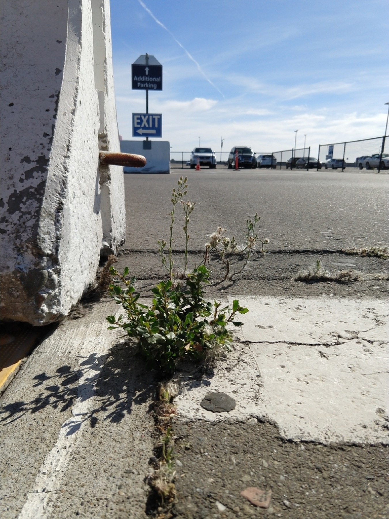 Coyote Brush — photo 11
