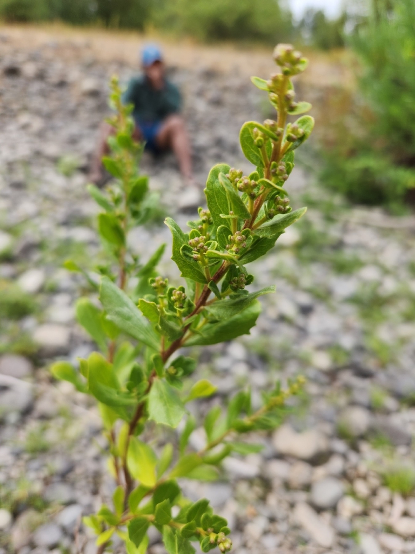 Coyote Brush — photo 12