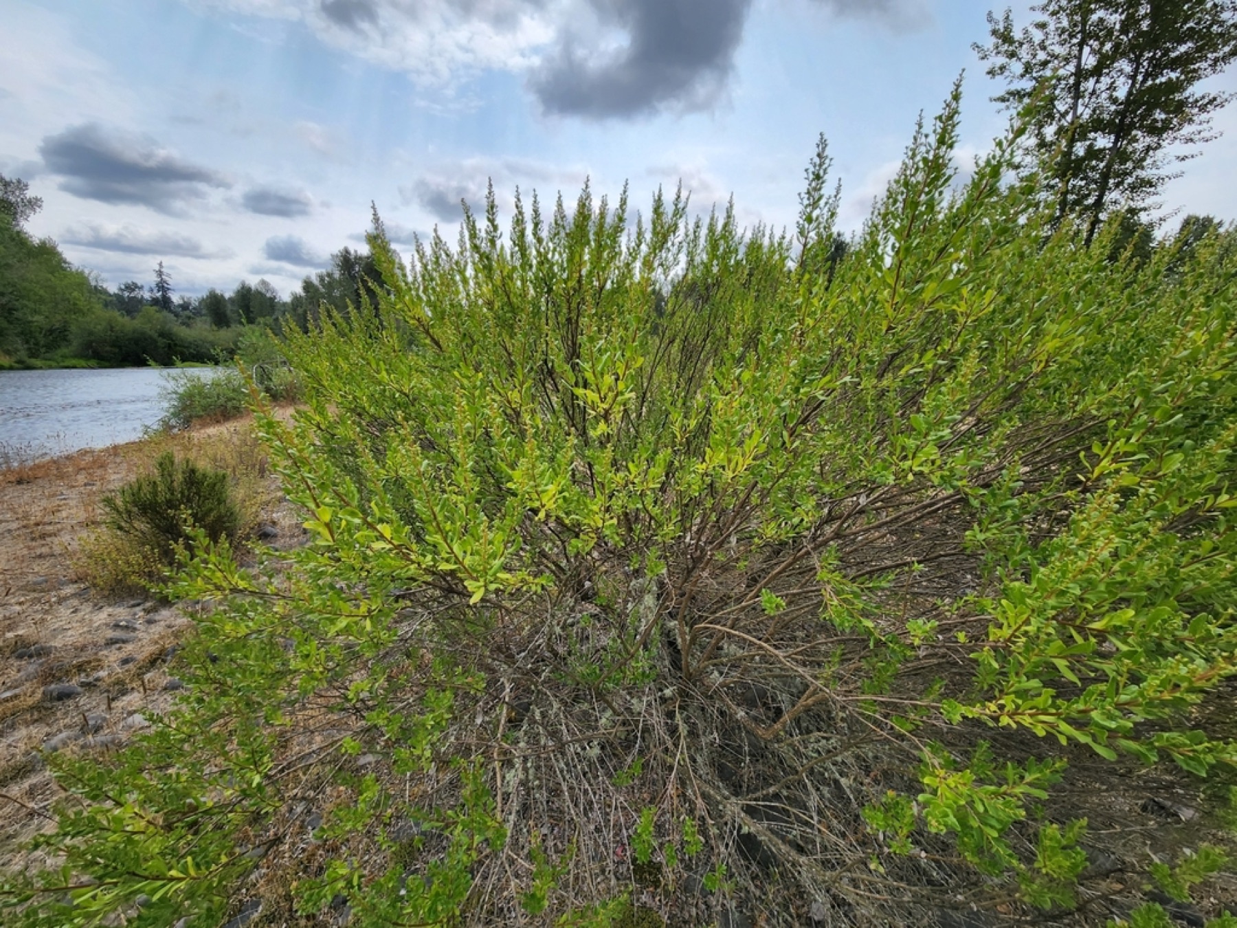 Coyote Brush — photo 13