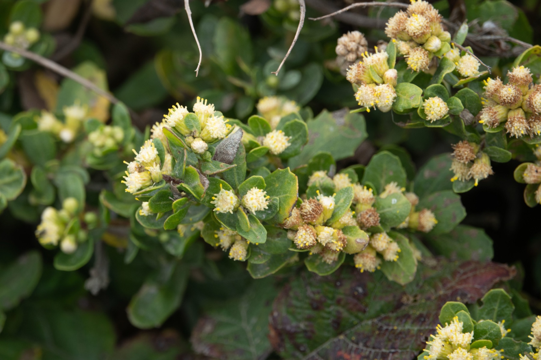 Coyote Brush — photo 14