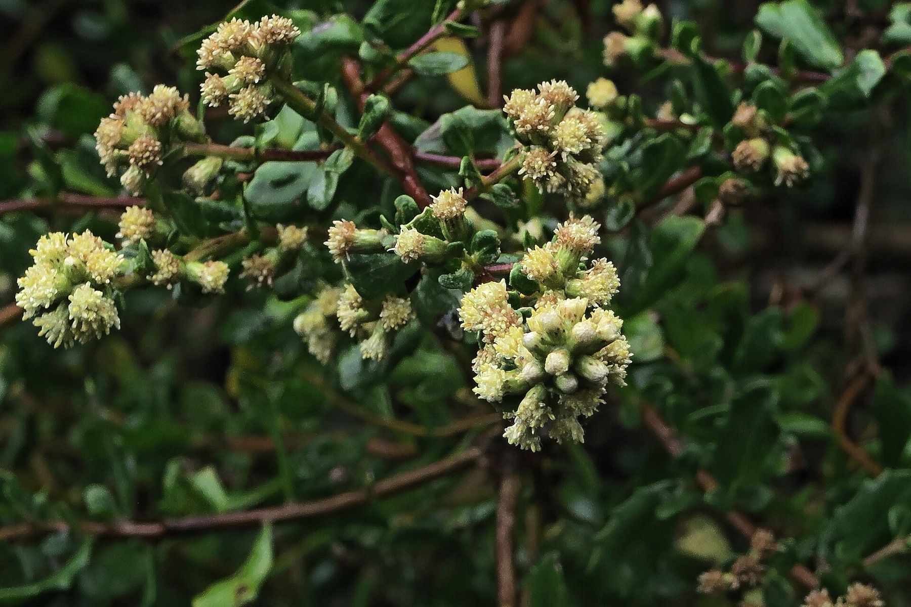 Coyote Brush — photo 15