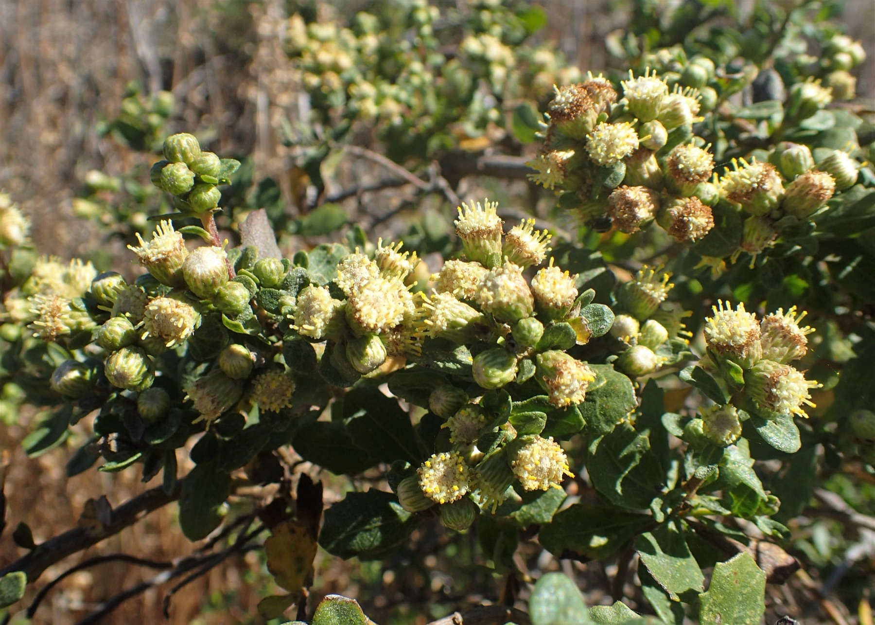Coyote Brush — photo 16