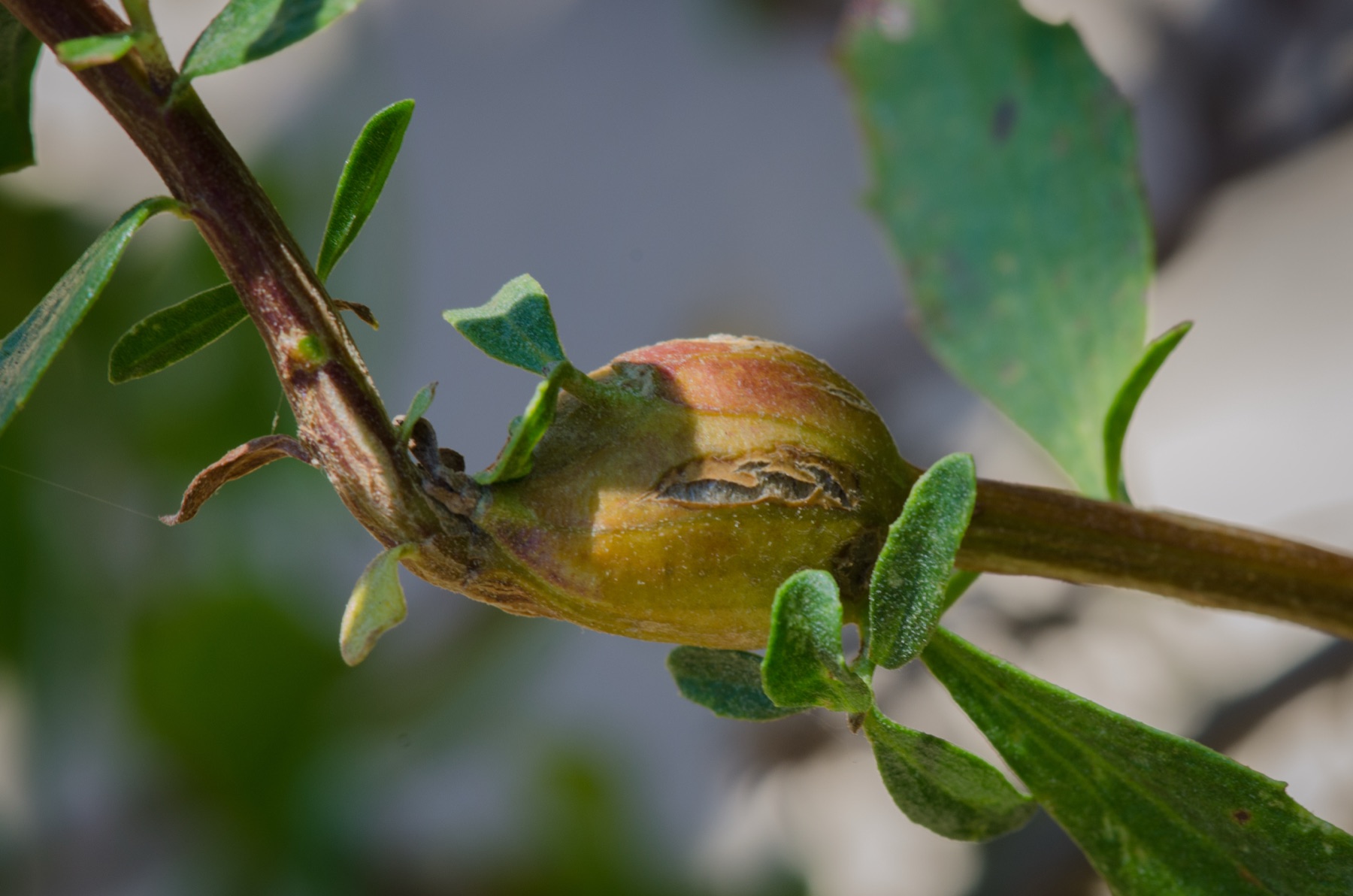 Coyote Brush — photo 17