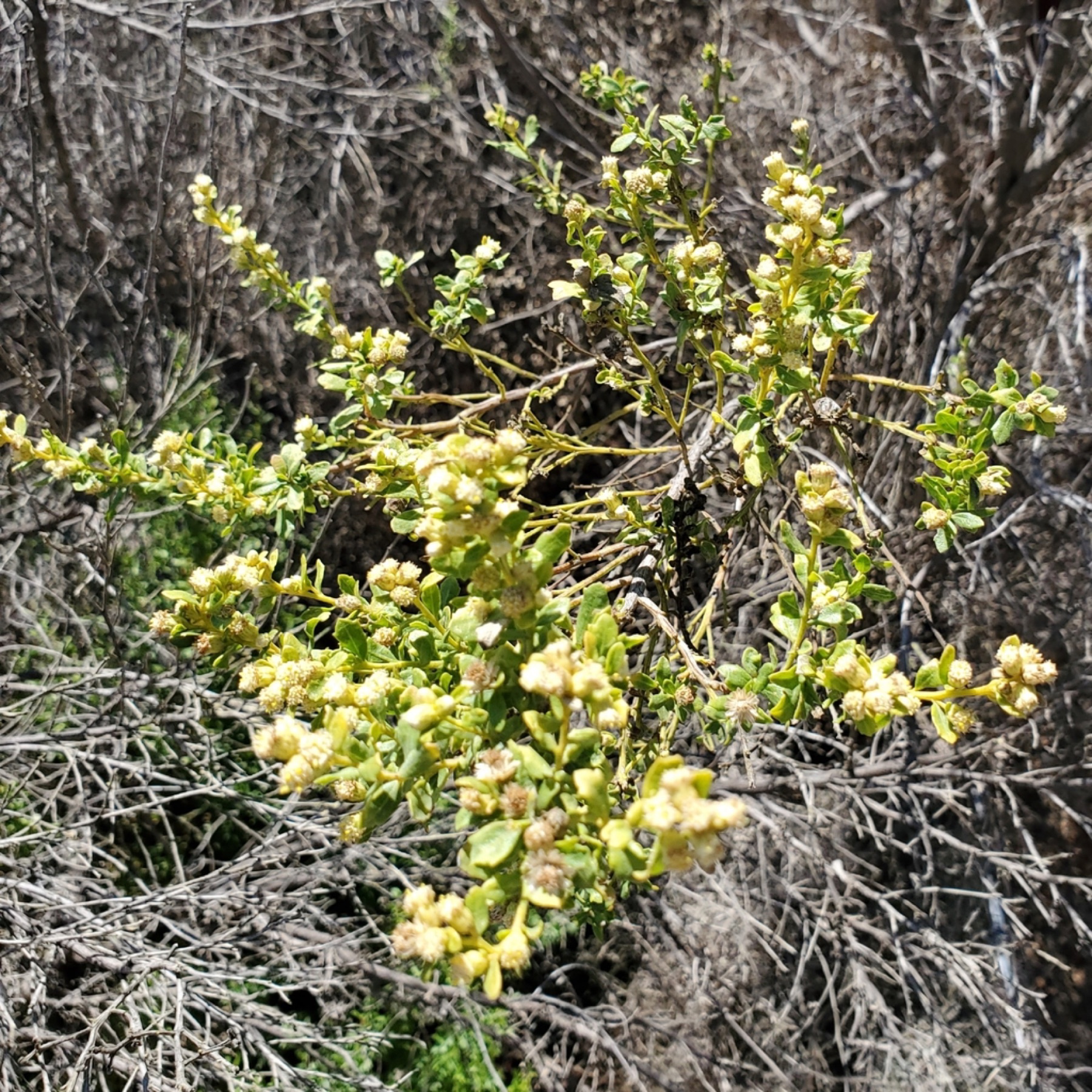Coyote Brush — photo 18