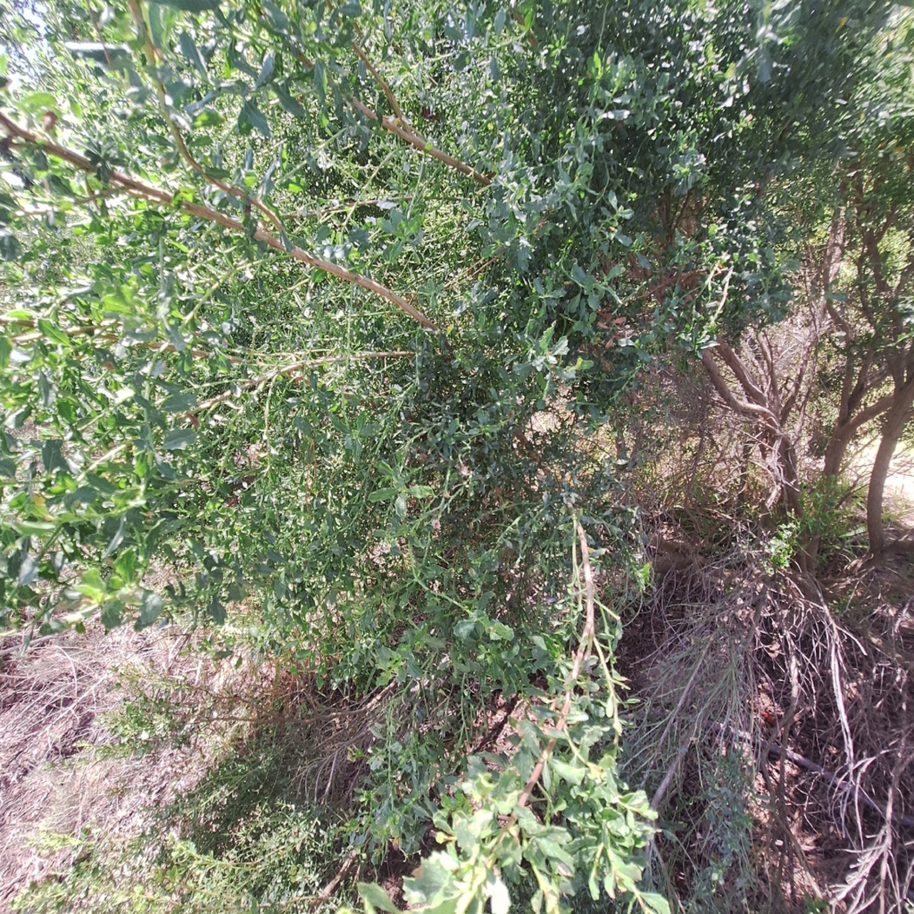 Coyote Brush — photo 19