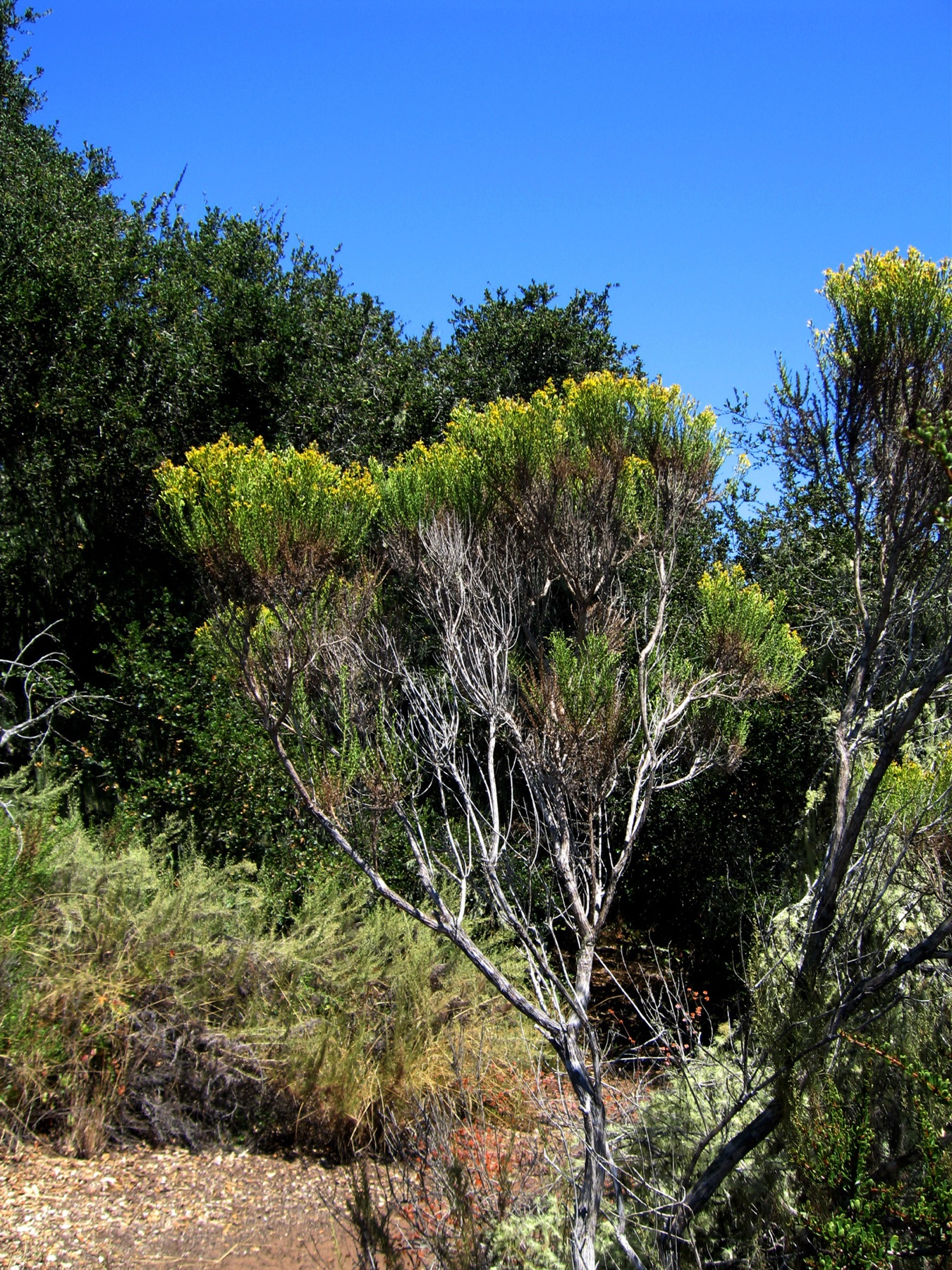 Coyote Brush — photo 20