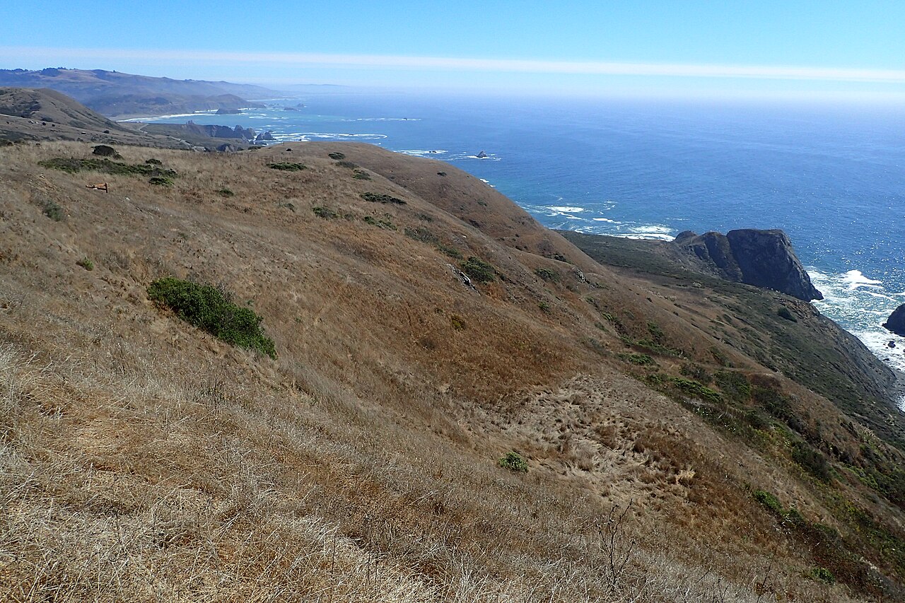 Coyote Brush — photo 23