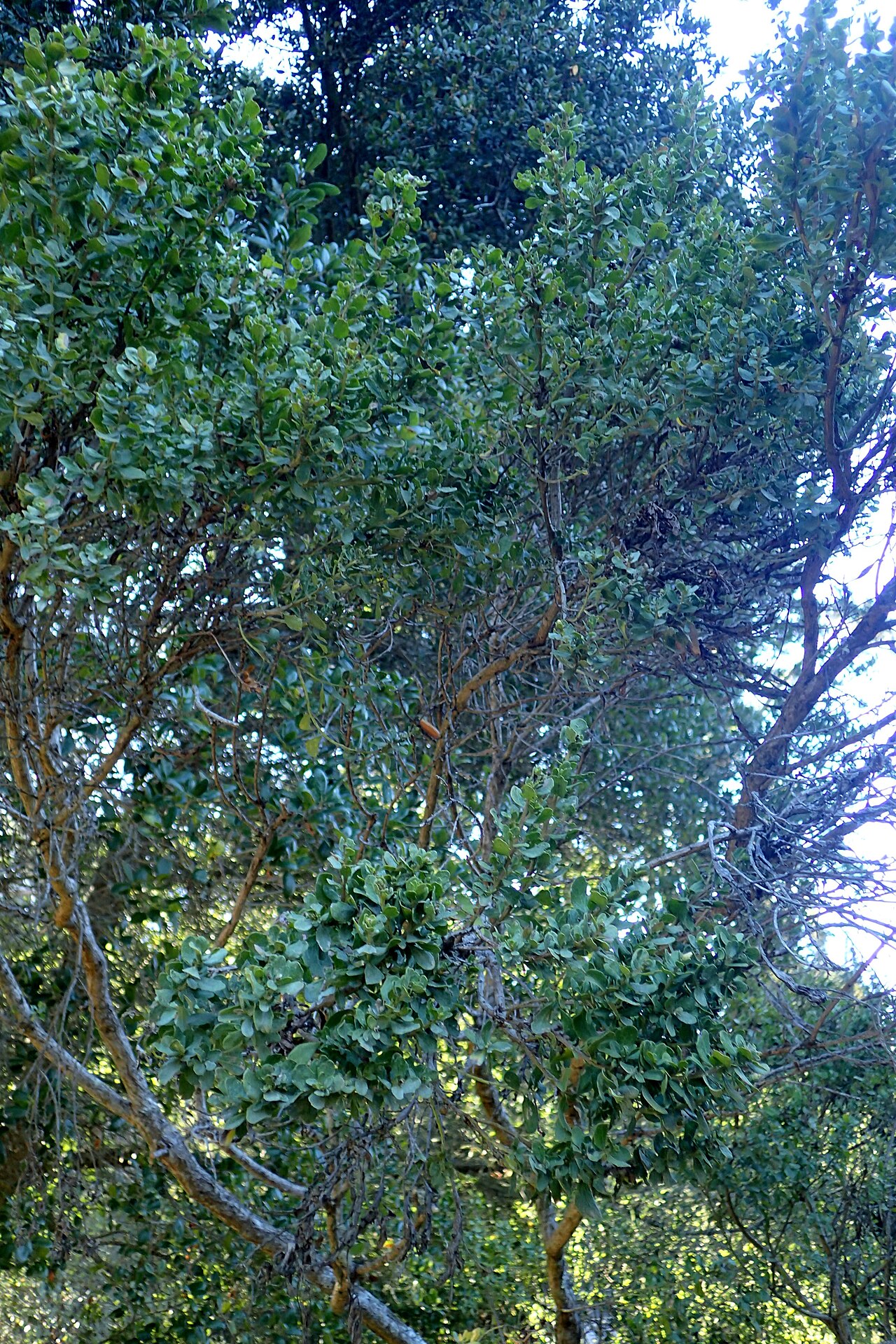 Coyote Brush — photo 24