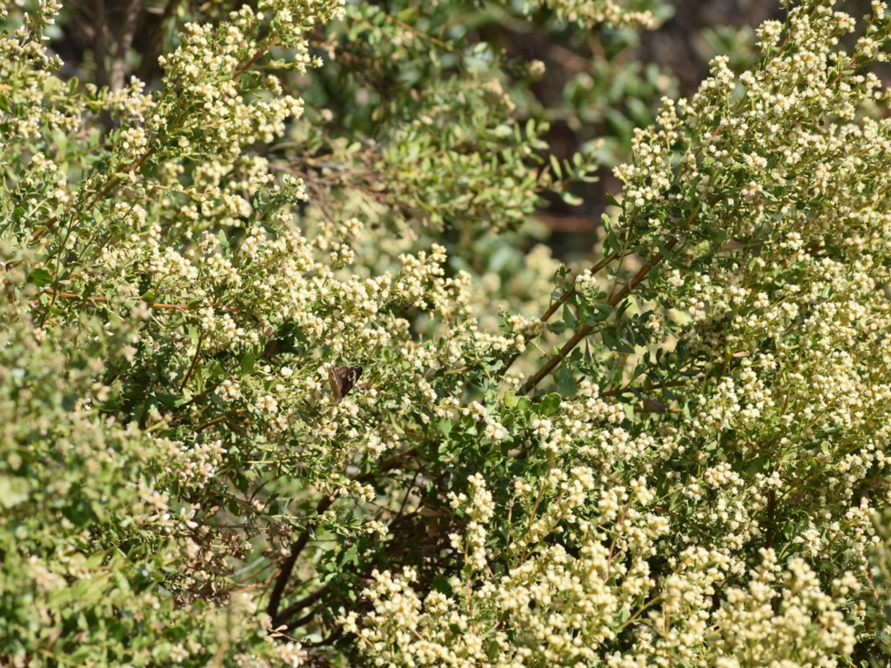 Head-high — e.g. Coyote Brush