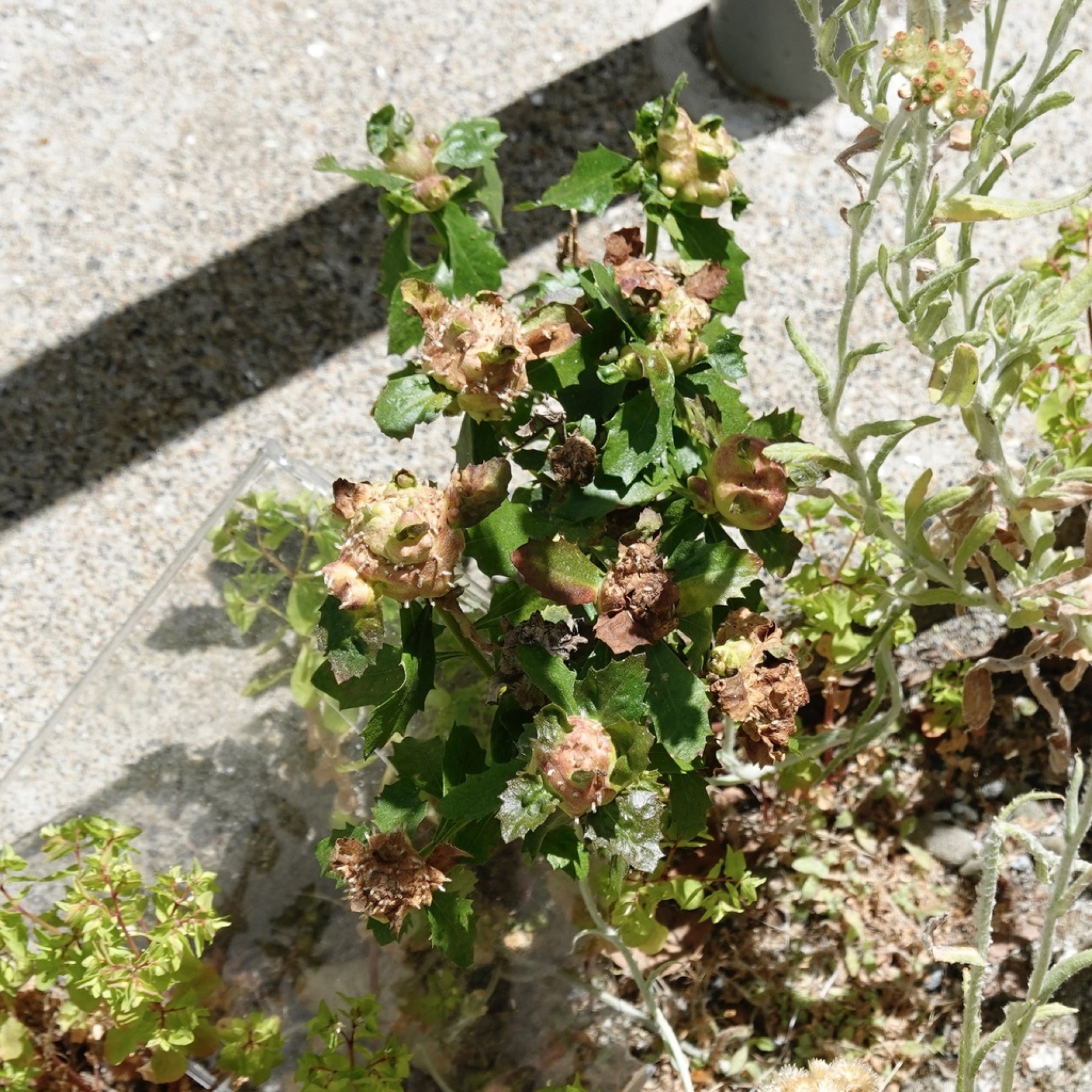 Coyote Brush — photo 2