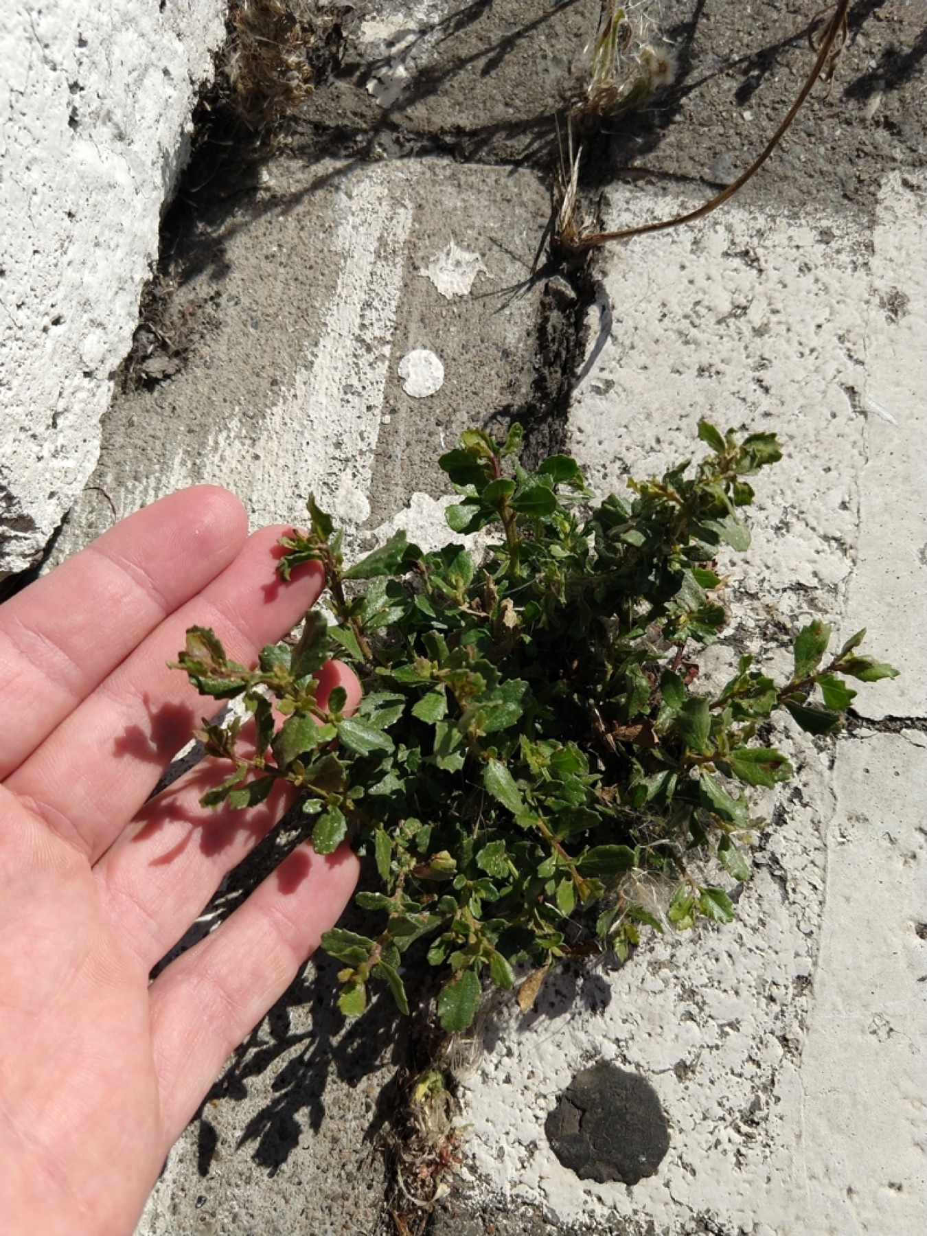 Coyote Brush — photo 3