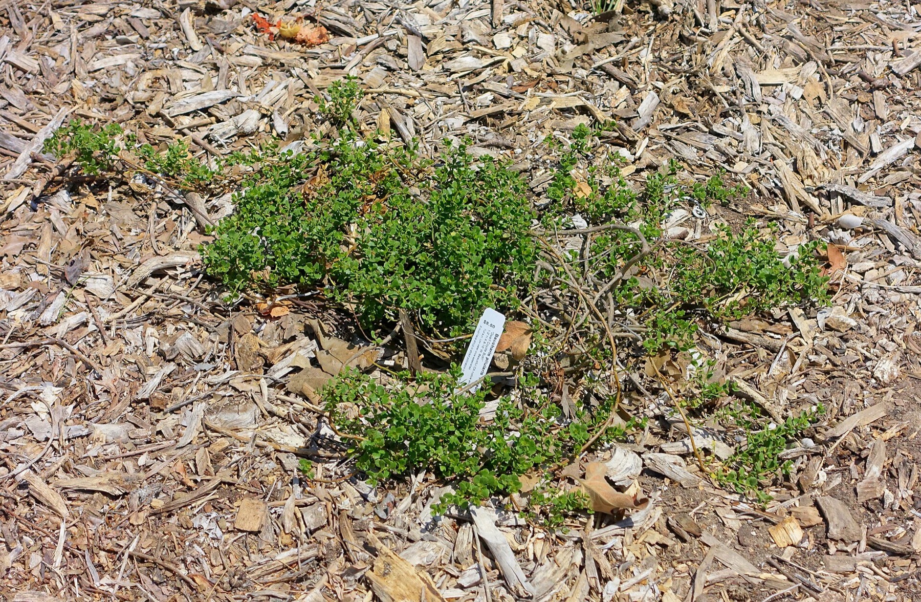 Coyote Brush — photo 4