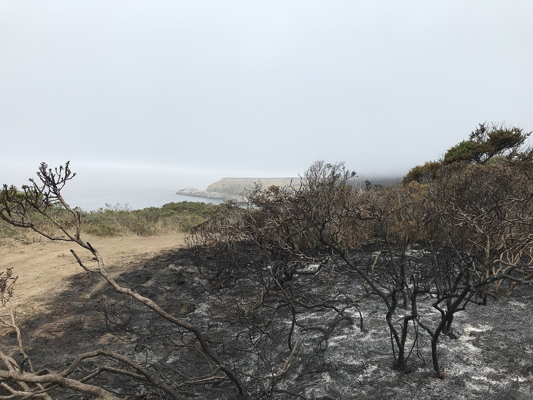 Coyote Brush — photo 5