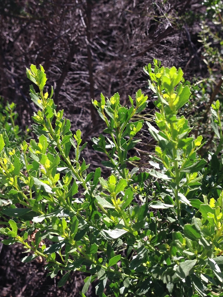 Coyote Brush — photo 21