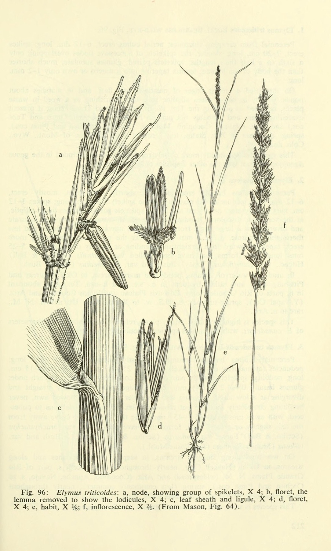 Creeping Wild Rye — photo 6