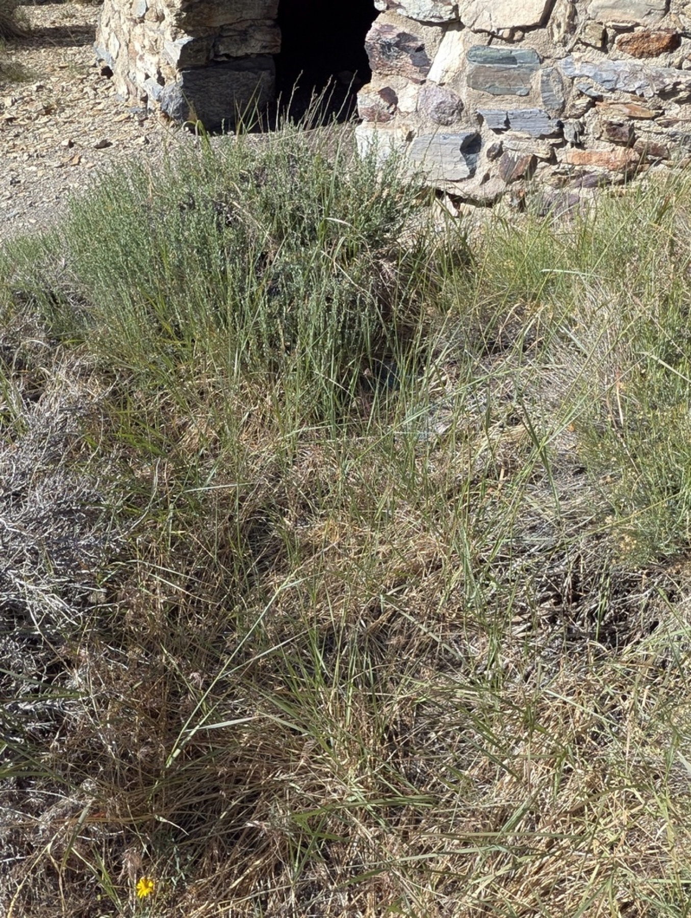 Creeping Wild Rye — photo 7