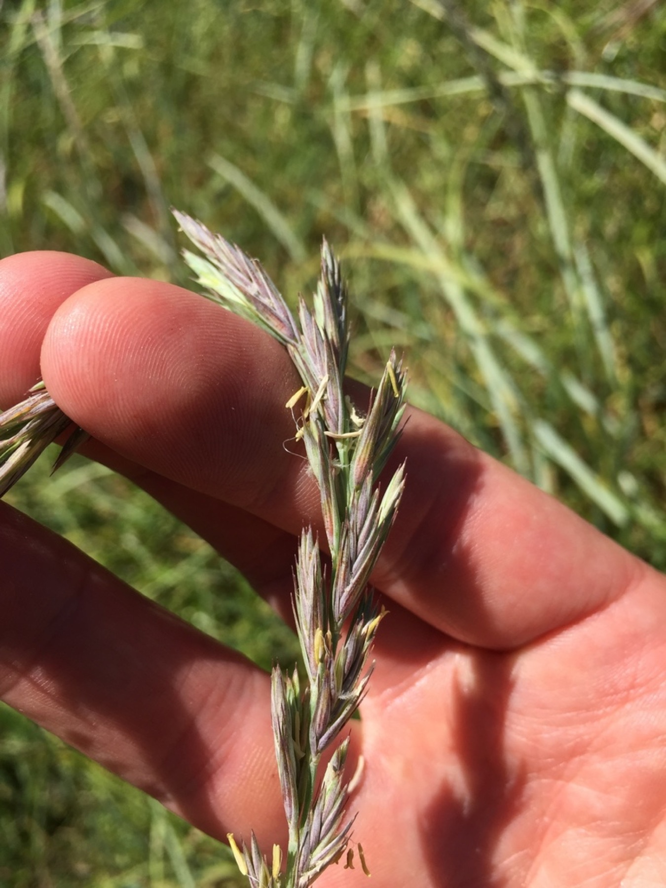 Creeping Wild Rye — photo 8