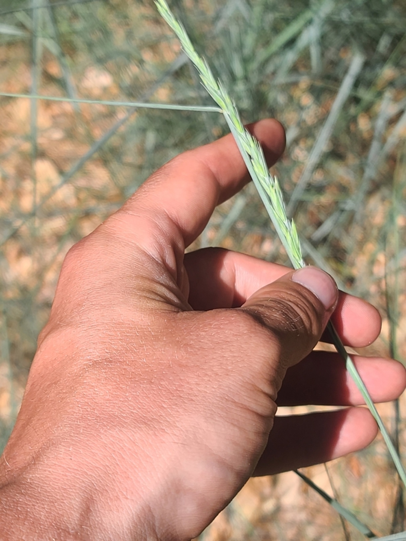 Creeping Wild Rye — photo 9