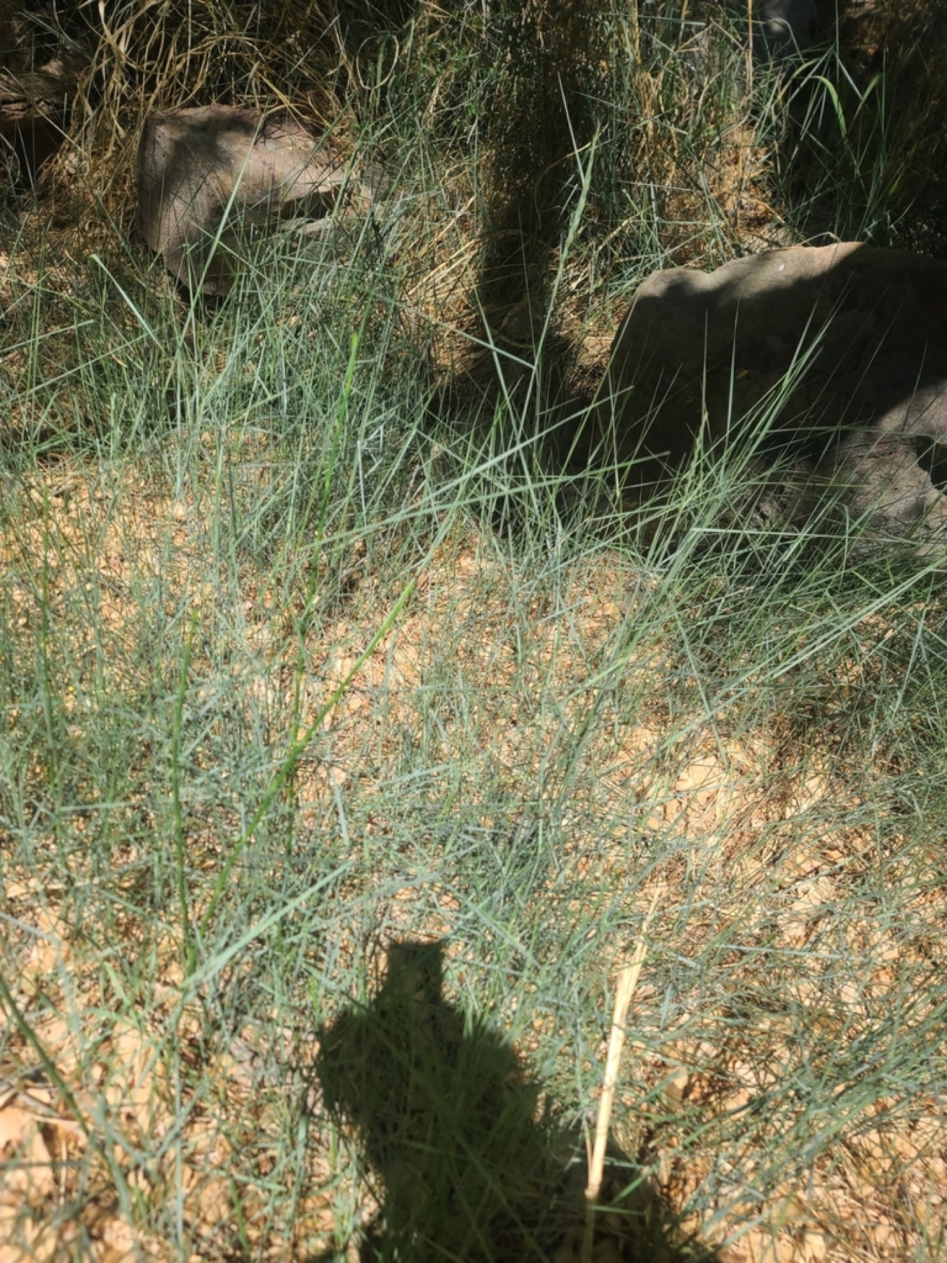 Creeping Wild Rye — photo 10