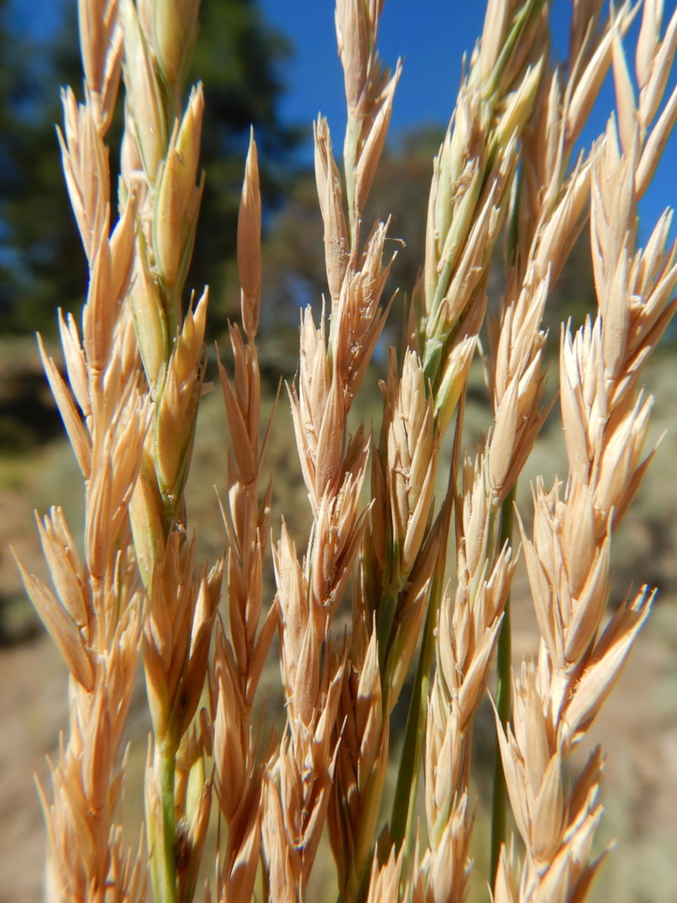 Creeping Wild Rye — photo 11