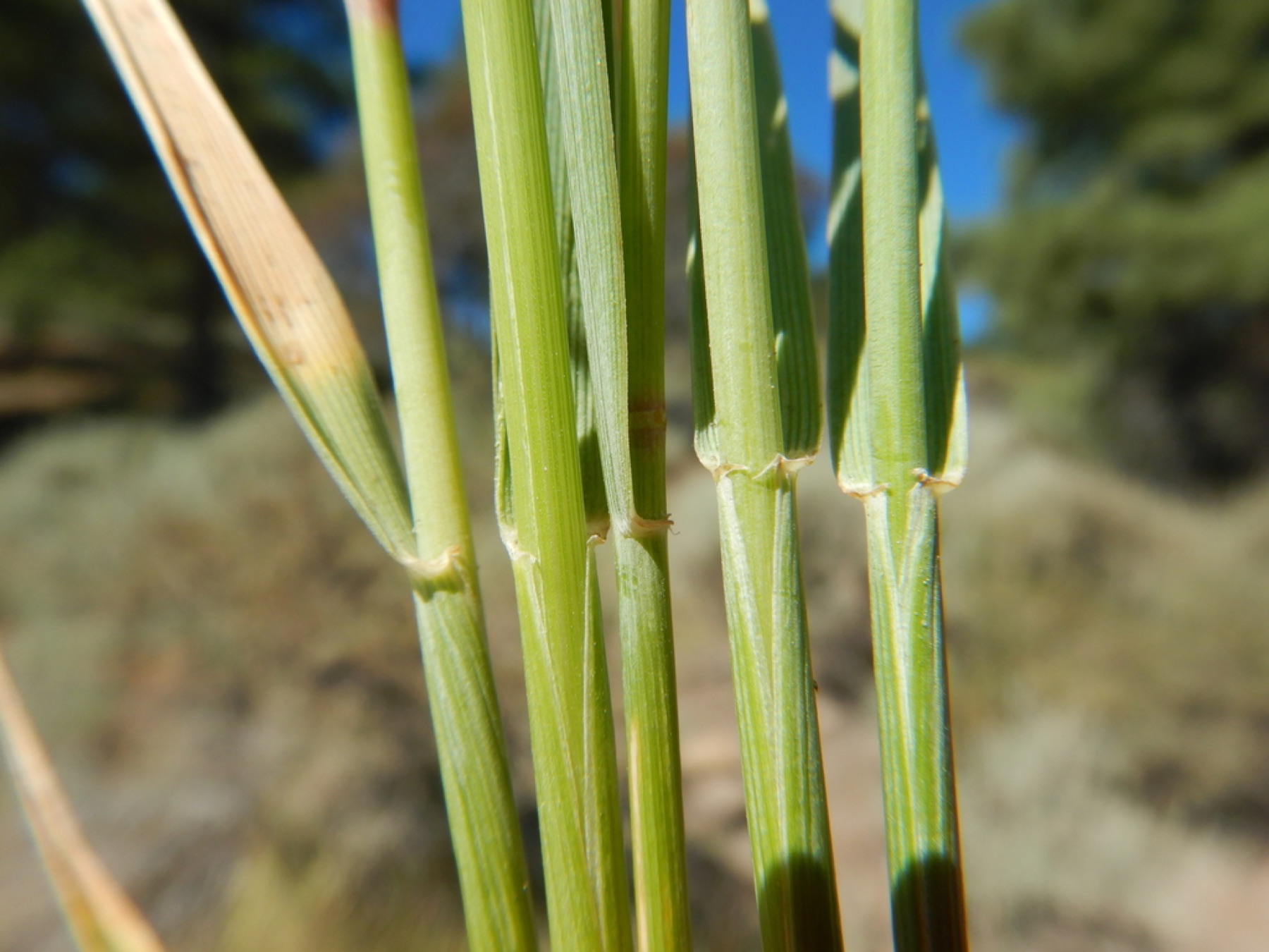 Creeping Wild Rye — photo 12