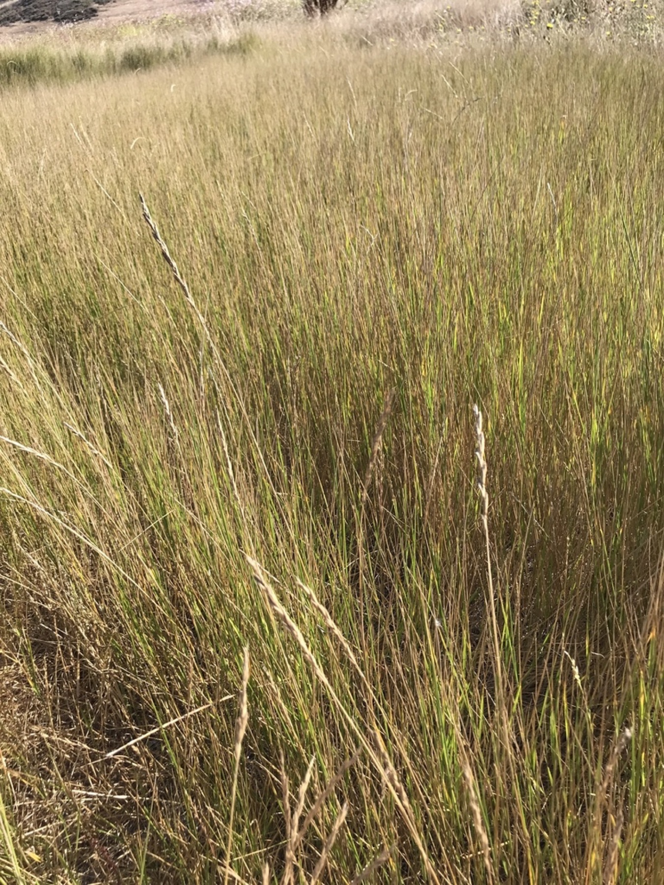 Creeping Wild Rye — photo 13
