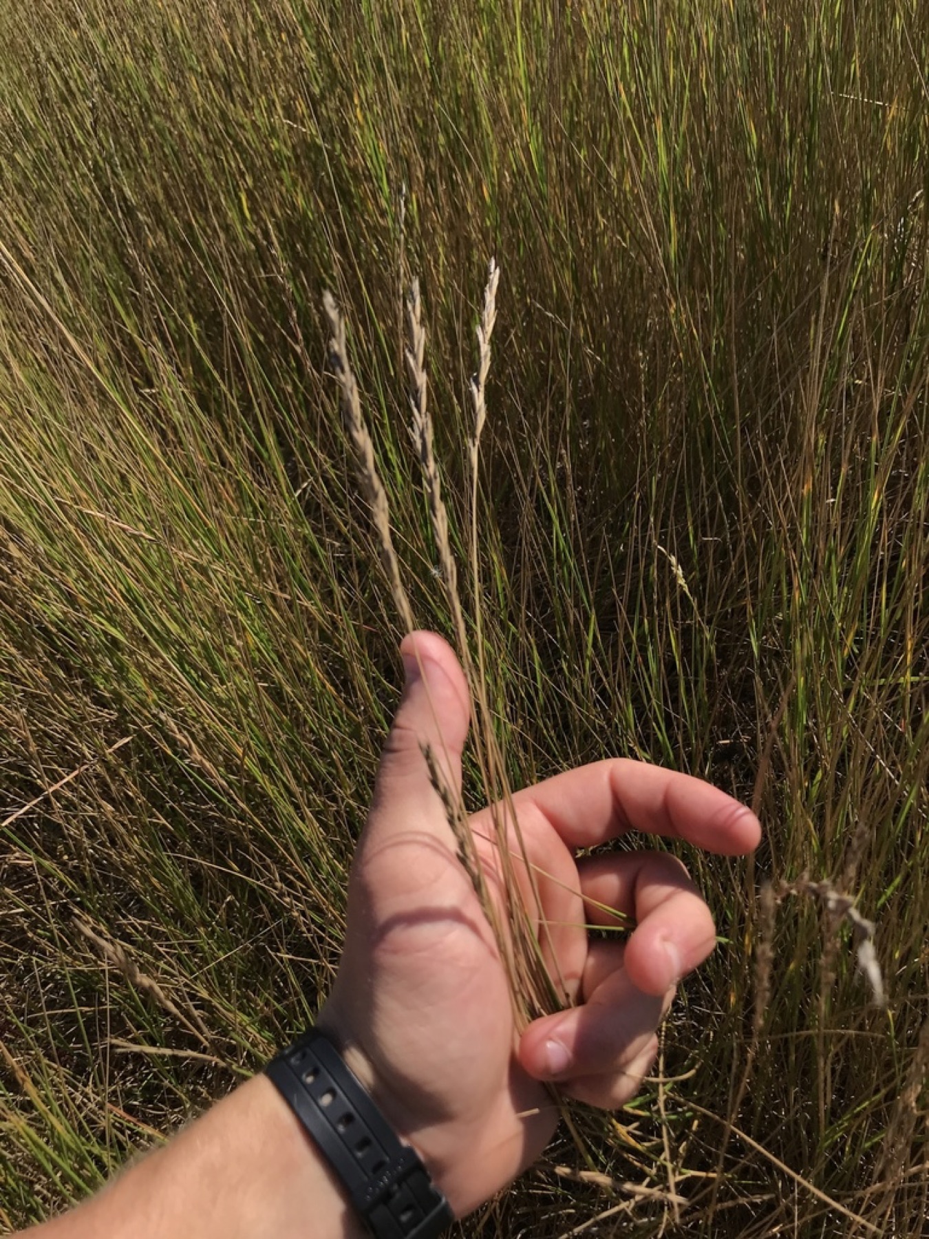 Creeping Wild Rye — photo 14