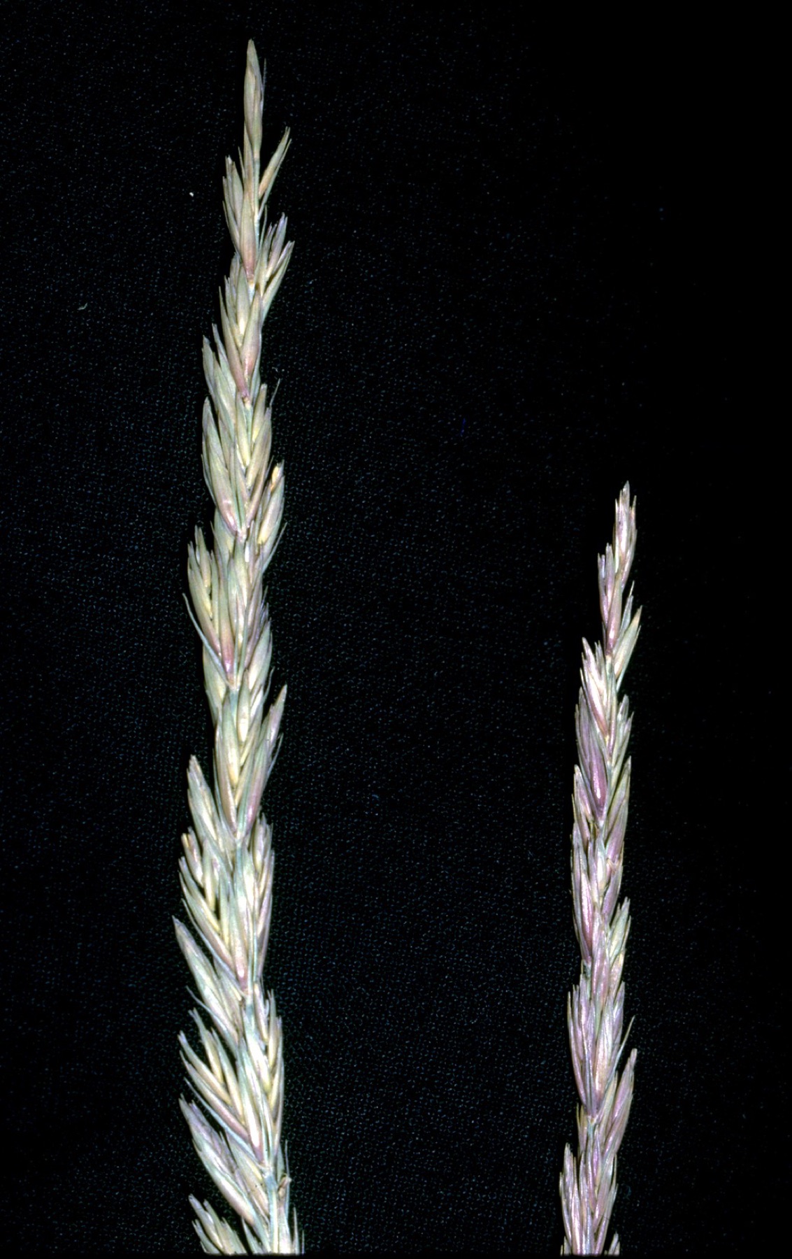 Creeping Wild Rye — photo 15