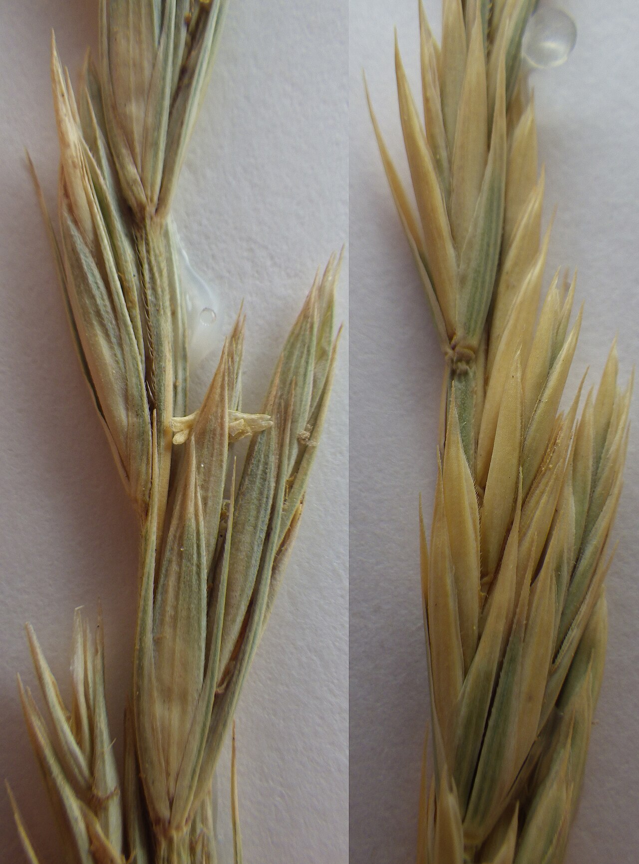 Creeping Wild Rye — photo 23