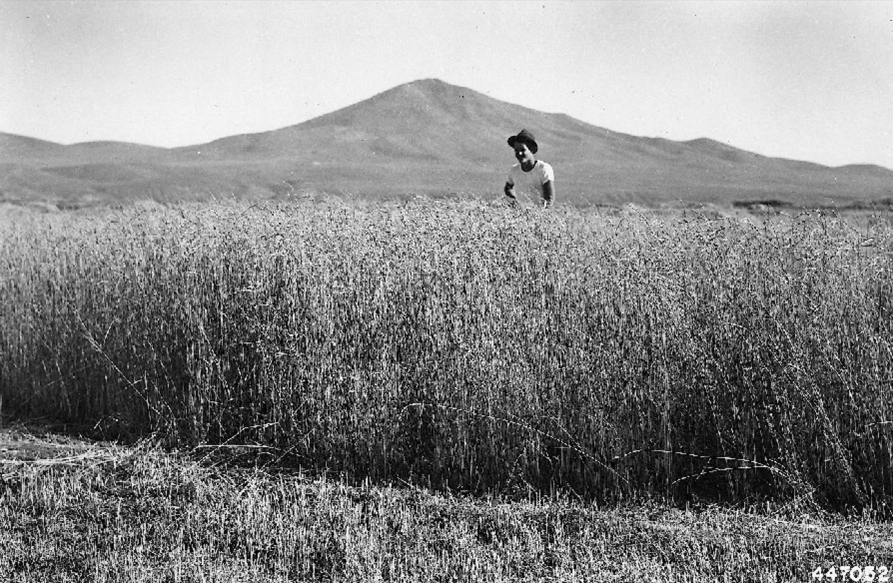 Creeping Wild Rye — photo 16