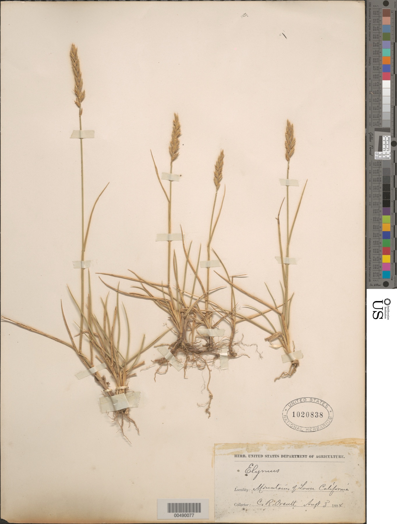 Creeping Wild Rye — photo 17
