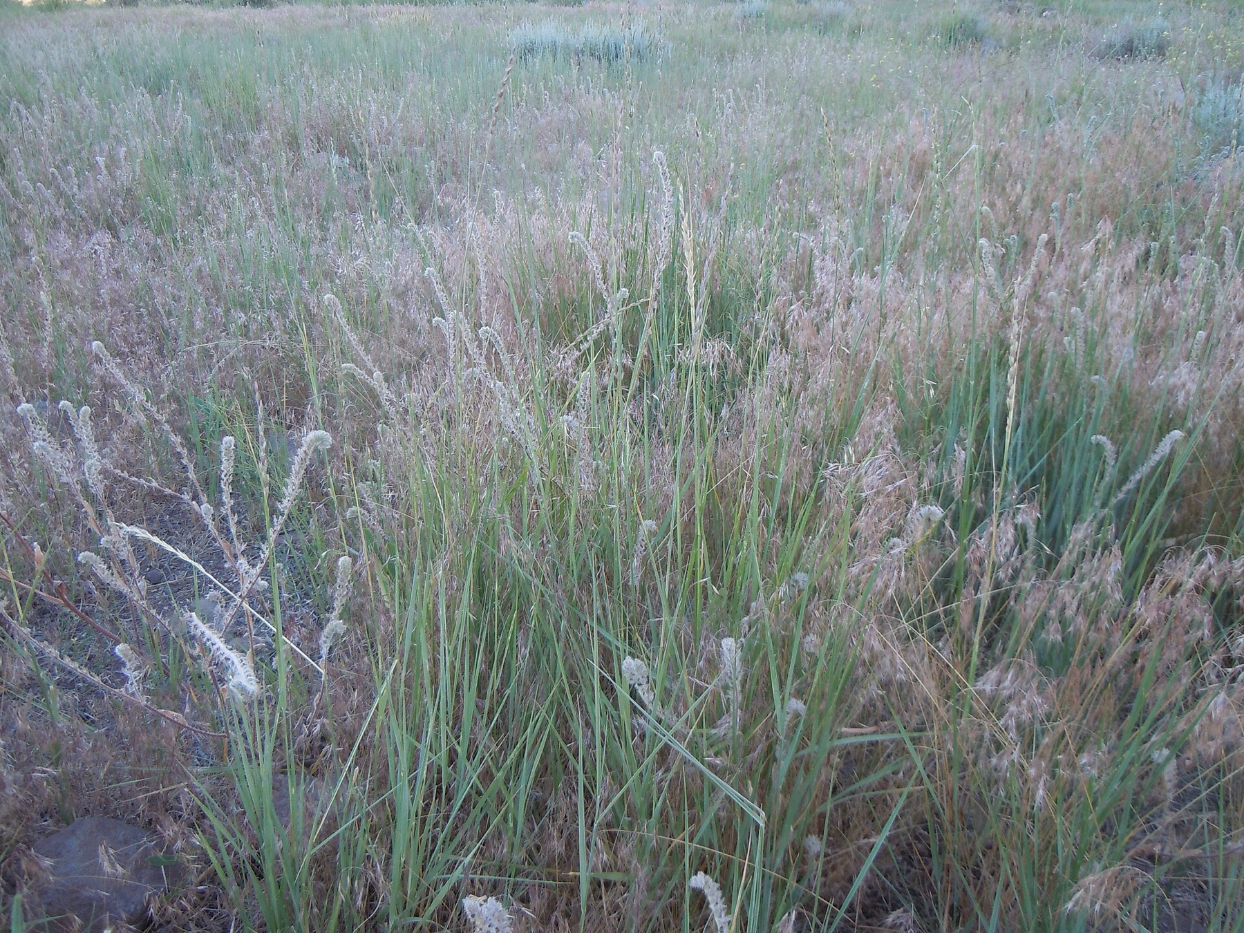 Creeping Wild Rye — photo 19