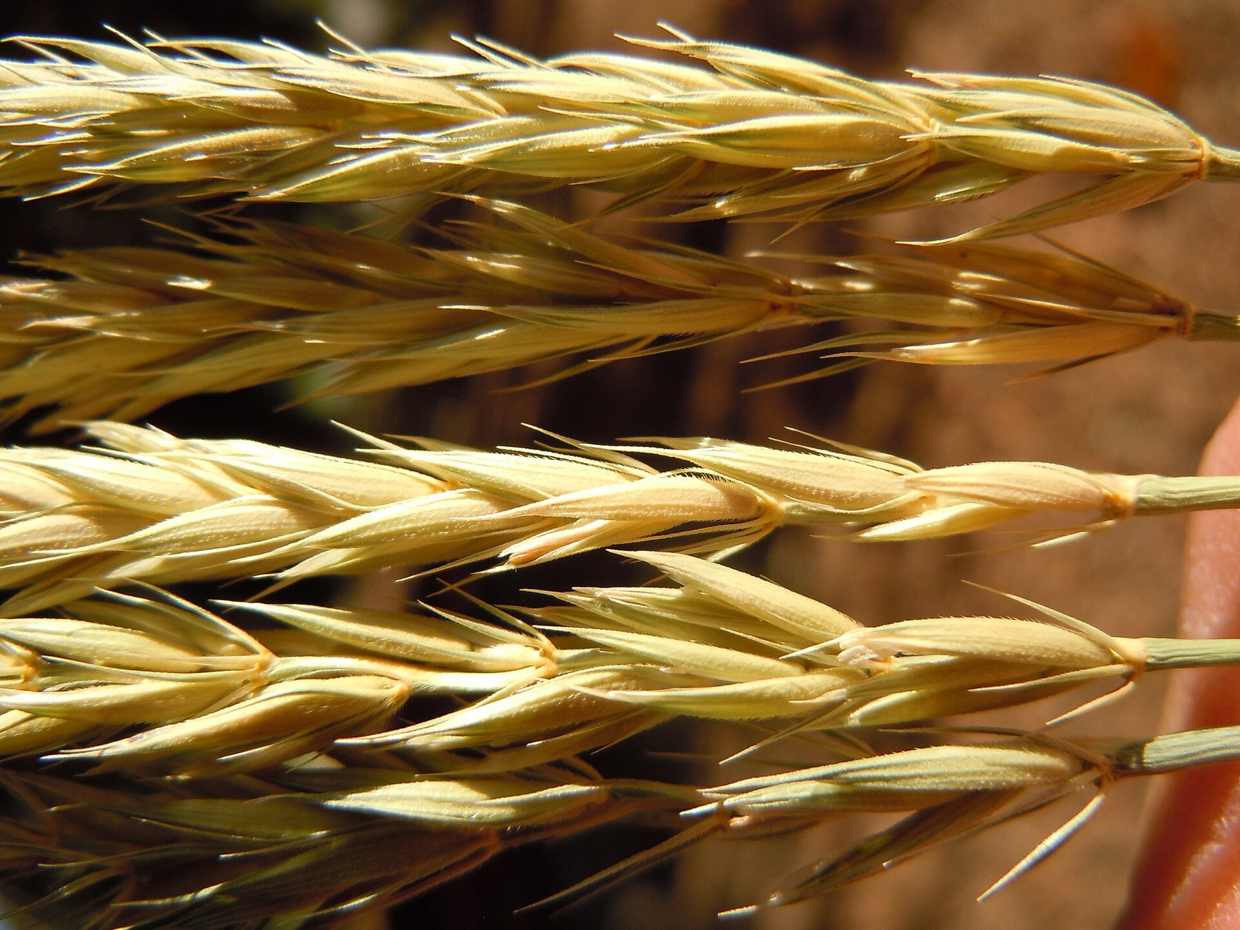 Creeping Wild Rye — photo 20
