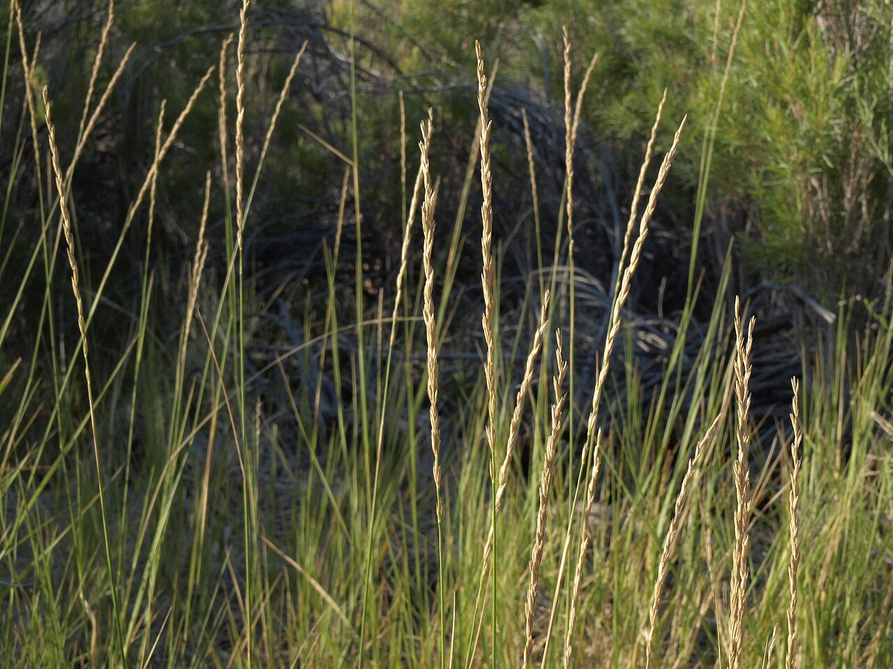 Creeping Wild Rye — photo 24