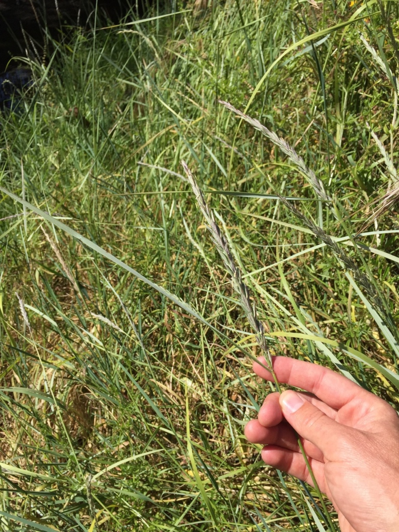 Creeping Wild Rye — photo 2