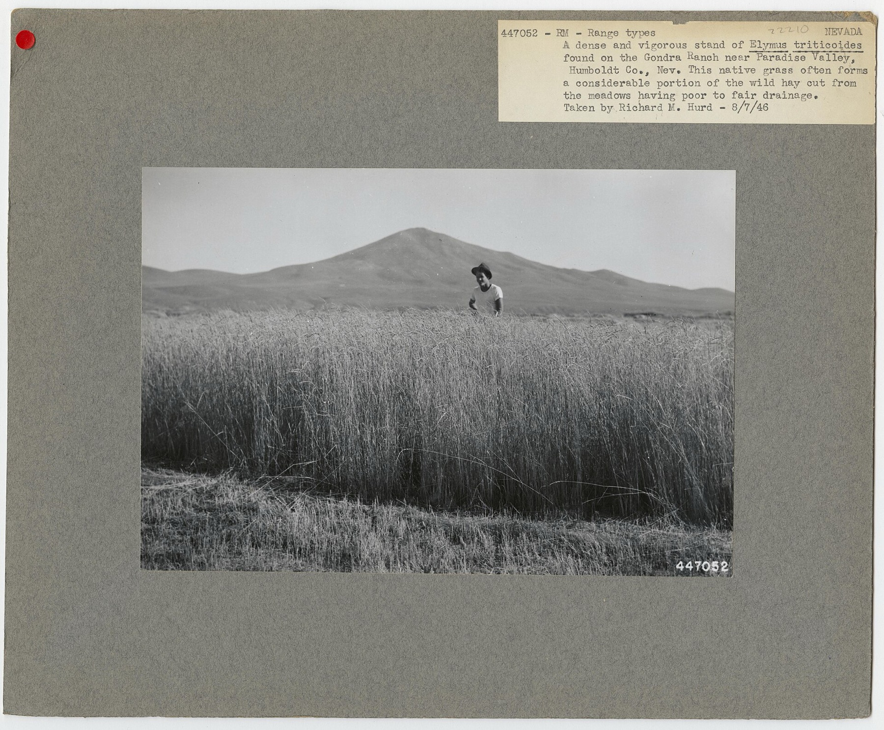 Creeping Wild Rye — photo 3