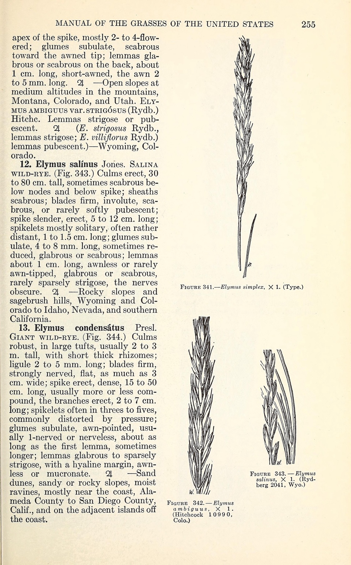 Creeping Wild Rye — photo 4