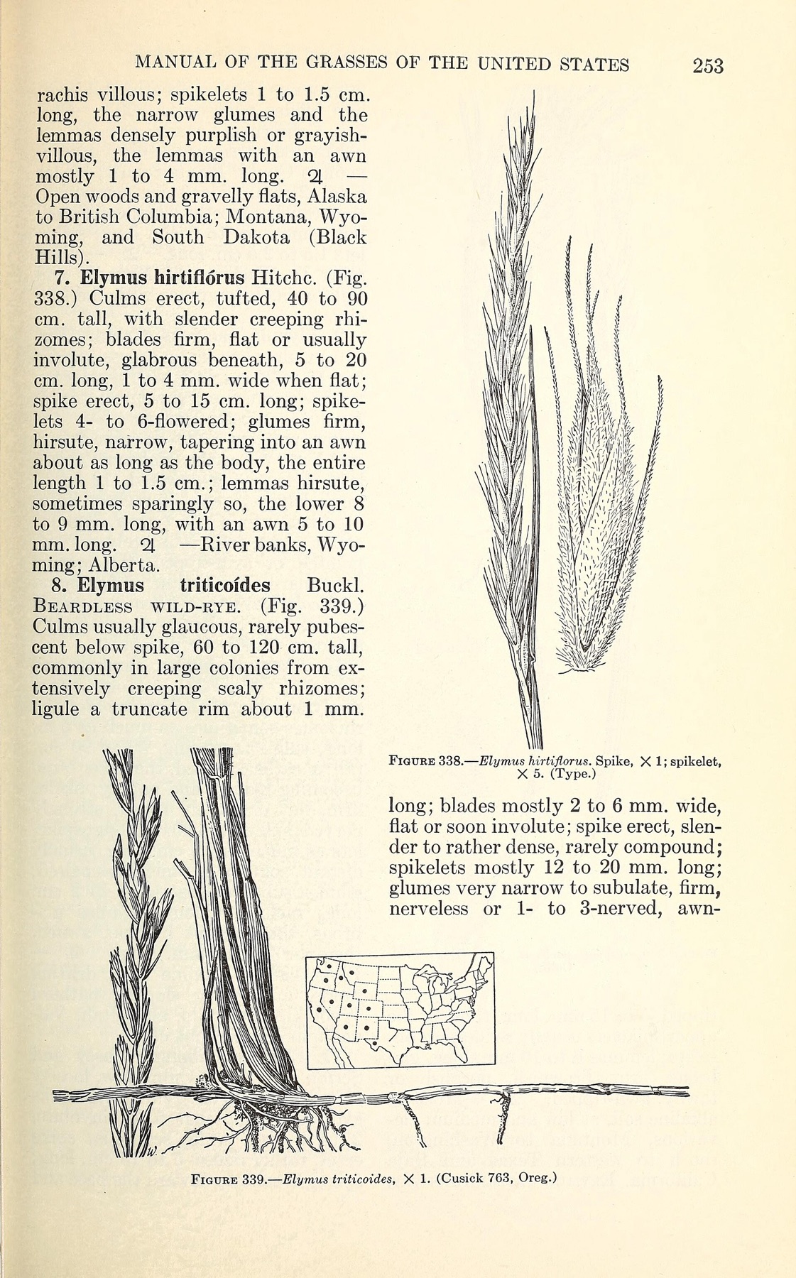 Creeping Wild Rye — photo 5