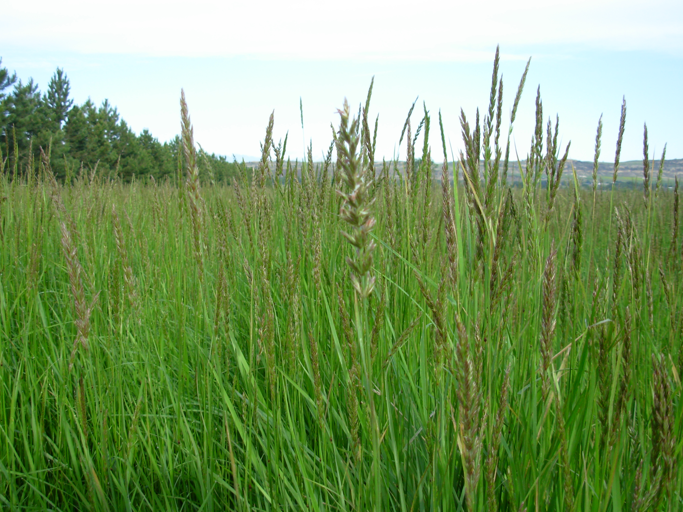 Creeping Wild Rye — photo 22