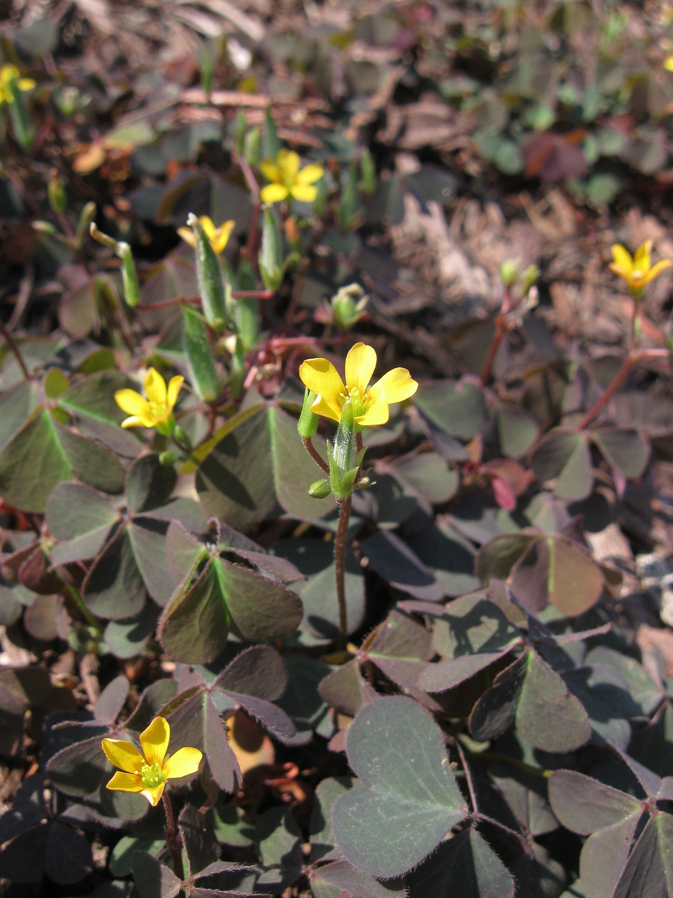 Creeping Woodsorrel — photo 12