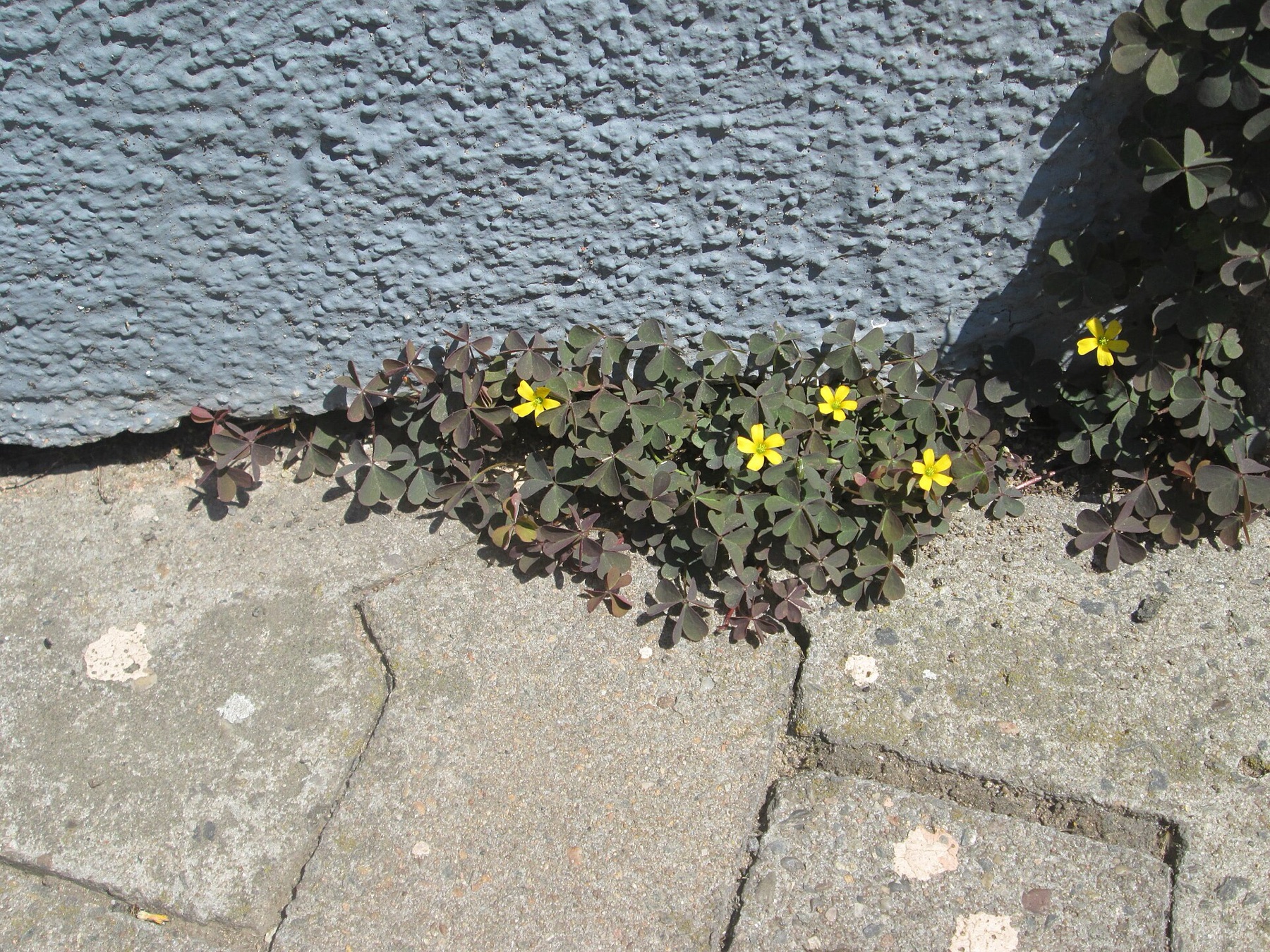 Creeping Woodsorrel — photo 13