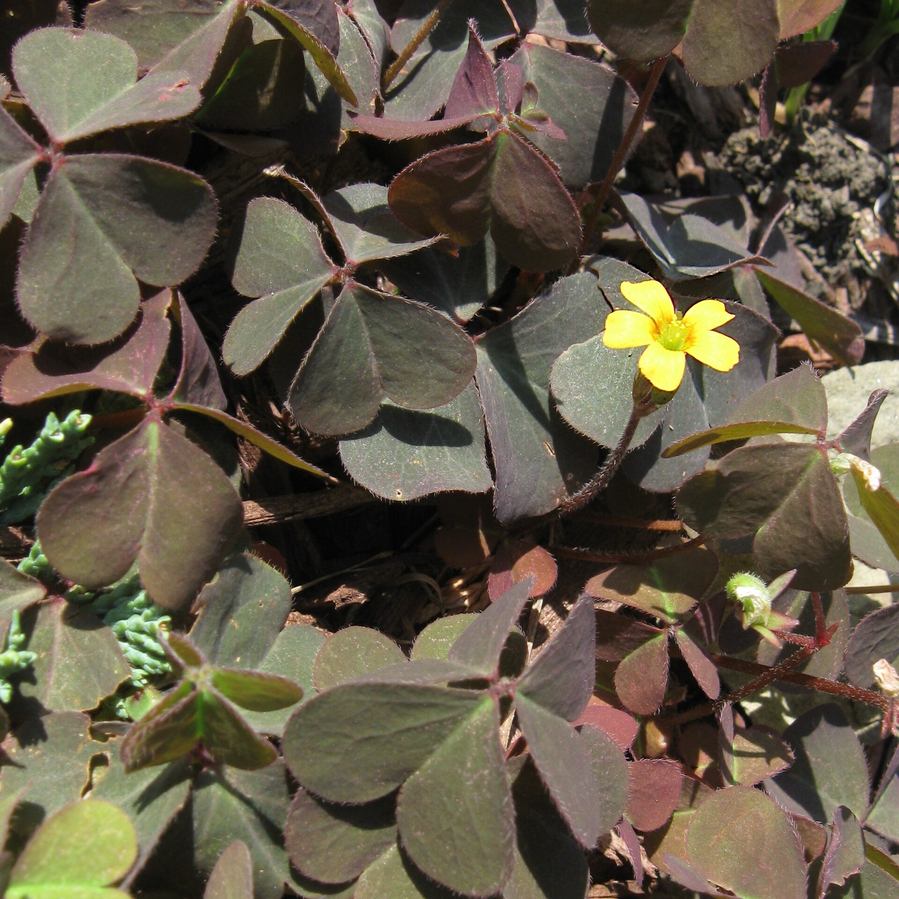Creeping Woodsorrel — photo 14