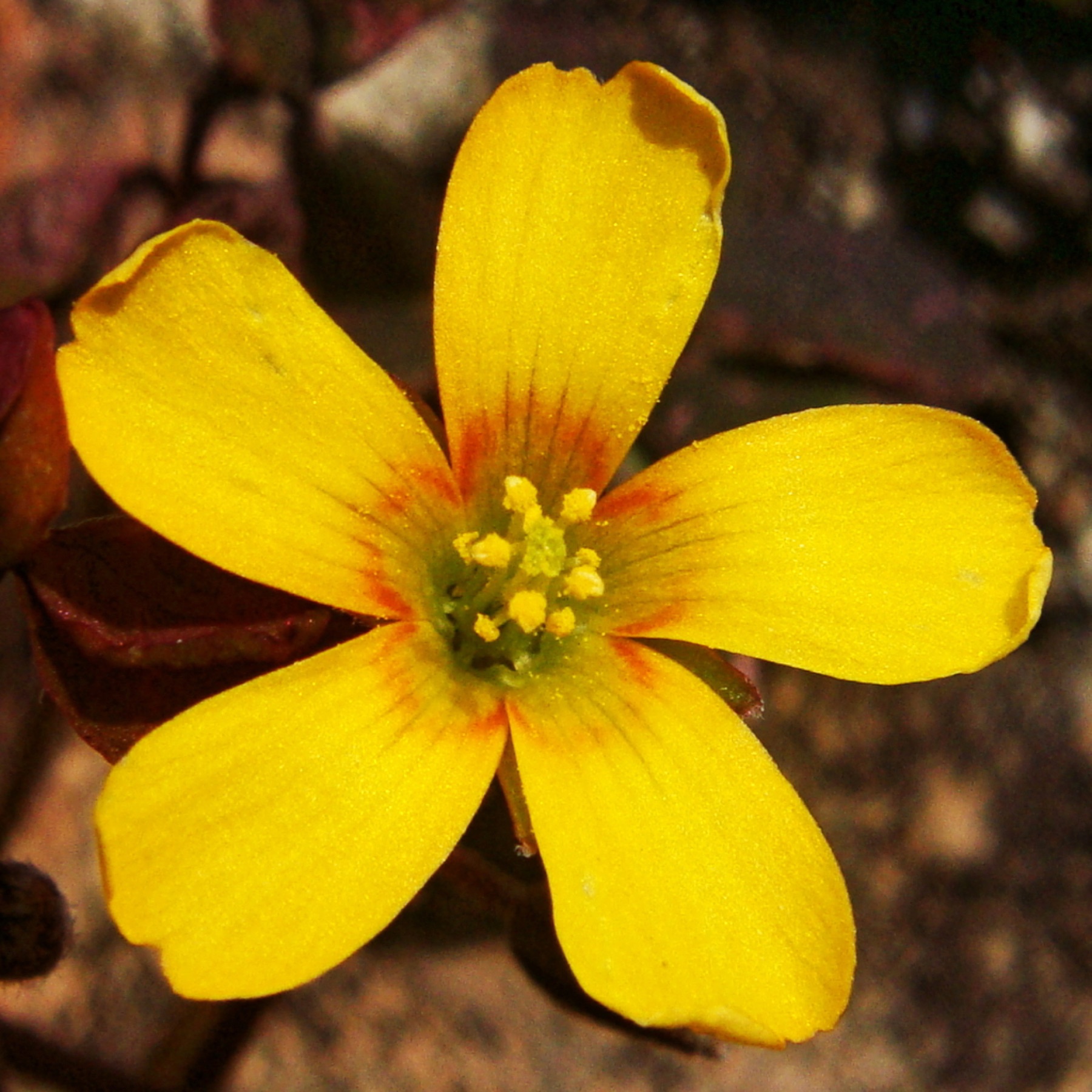 Creeping Woodsorrel — photo 15